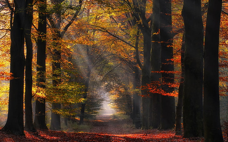 brown leafed tree, morning, nature, path, sun rays, landscape, HD wallpaper