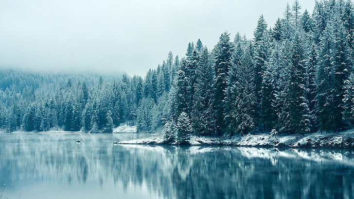 green pine trees and body of water, green pine trees beside body of water