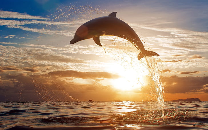 Splashing sea waves of dolphins jumping in the sunset