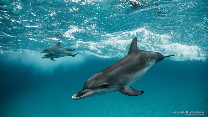 Atlantic Spotted Dolphins, Bahamas, Ocean Life