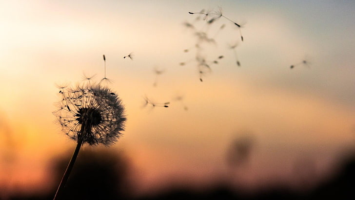 dandelion, sunset, seeds