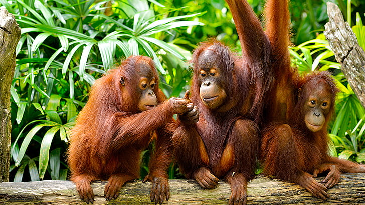 Jungle And Borneo Island Malaysia Cute Family Orangutans Hd Wallpapers 1920×1080