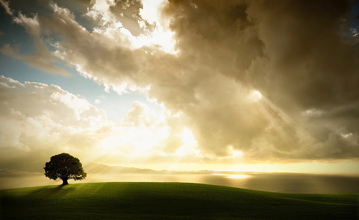 Sun Shining Through The Clouds, green and black tree, Nature