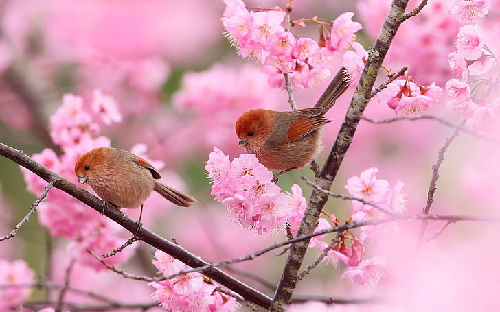 Two birds, branches, pink flowers, spring