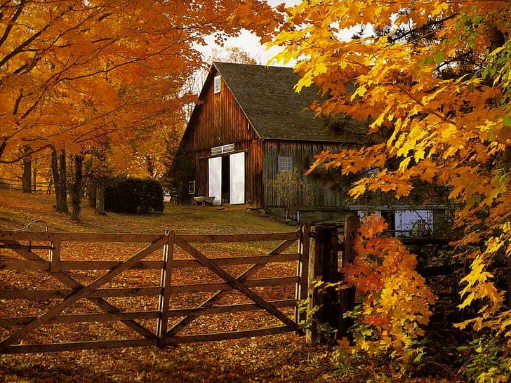 golden halo autumn barn fall fence GOLD leaves HD, nature, HD wallpaper