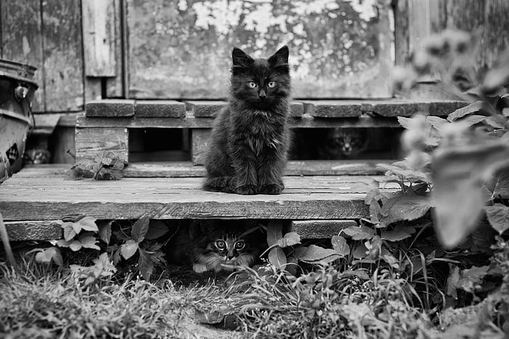 black and gray wooden table, nature, animals, cat, monochrome