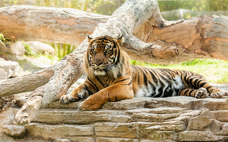 orange and black tiger, animals, big cats, feline, animal themes, HD wallpaper