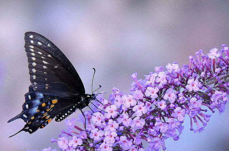 animals, macro, insect, butterfly, flowers, purple flowers, HD wallpaper