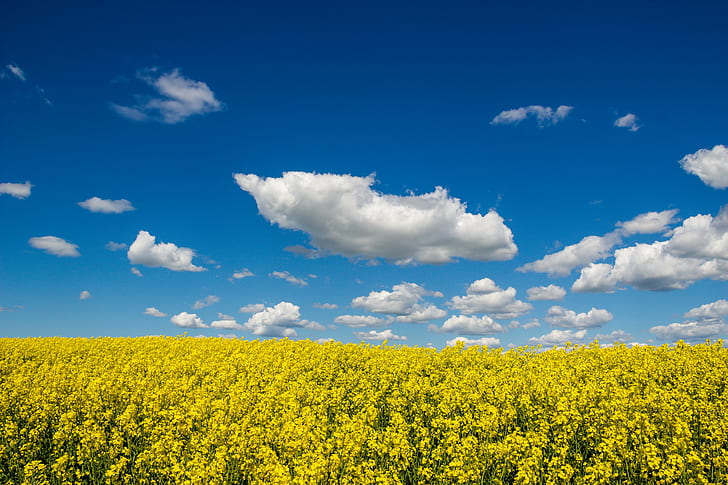 landscape photograph of yellow flower fields, Countryside, scenery, HD wallpaper