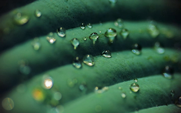 water dew, macro, drop, wet, green color, selective focus, close-up, HD wallpaper