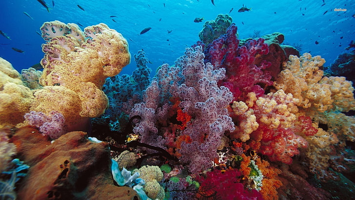 pink and beige corals, underwater, sea, fish, undersea, sea life