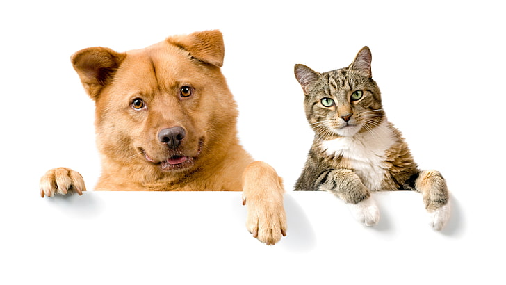 funny picture of dogs and cat together, pets, animal, domestic, HD wallpaper
