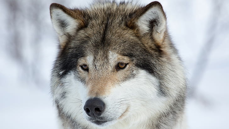 animals, wolf, snow, one animal, animal themes, winter, cold temperature