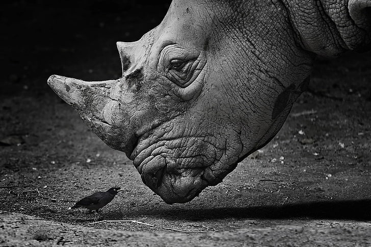 Animal, Rhino, Bird, Black & White, Close-Up, Wildlife