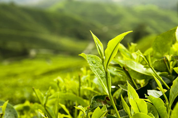 close-up photography of green leaf plant, Tea Leaves, Japan, Trade