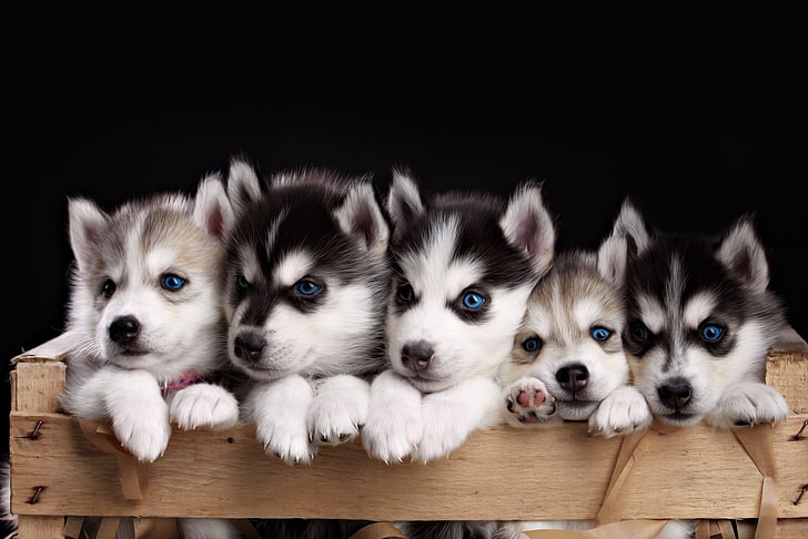 Dogs, Husky, Animal, Blue Eyes, Cute, Puppy, HD wallpaper