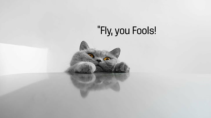 Funny quotes 1080P, 2K, 4K, 5K HD wallpapers free download | Wallpaper Flare