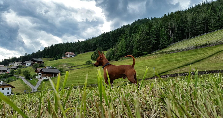 Dolomites (mountains), animals, nature, dog, landscape, plant, HD wallpaper