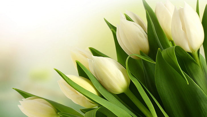 Easter lilies 1080P, 2K, 4K, 5K HD wallpapers free download | Wallpaper  Flare