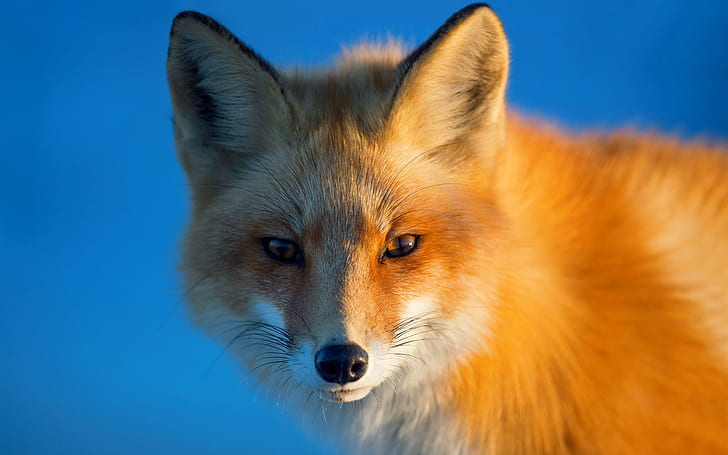 HD wallpaper: Red fox, portrait, eyes, blue background | Wallpaper Flare