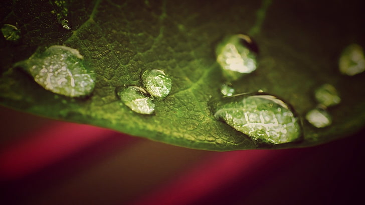 green leaf, closeup photo of water dew on leaf, nature, rain