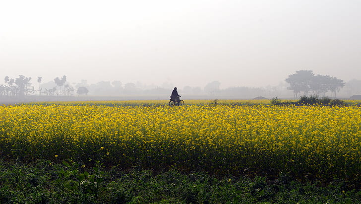 yellow flower filed and person riding on bicycle with mist during daytime