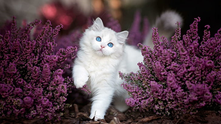 HD wallpaper: cat, mammal, flower, blue eyes, white cat, whiskers, purple  flowers | Wallpaper Flare