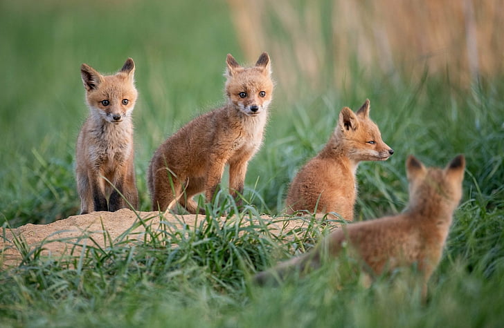 HD wallpaper: Animal, Fox, Baby Animal, Cub, Grass, Wildlife | Wallpaper  Flare