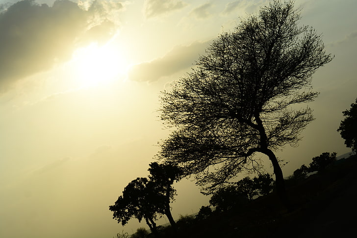 Sun, trees, shadow, sunset, nature, environment, Sushant, sky, HD wallpaper