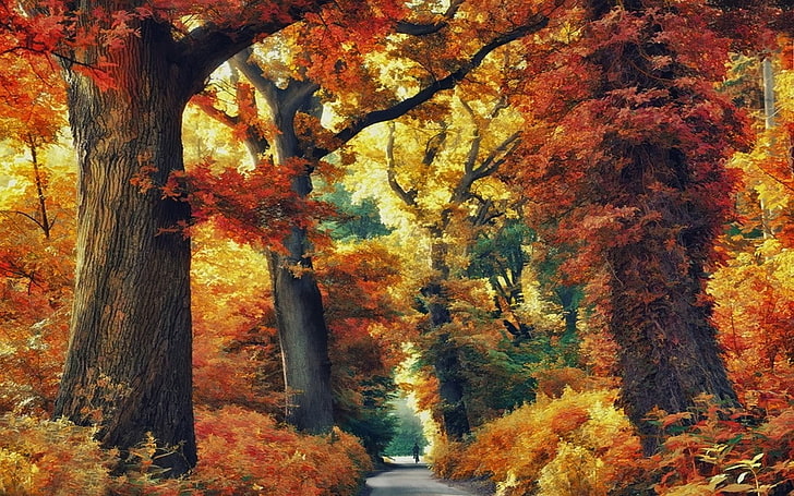 nature, landscape, forest, road, fall, trees, colorful, shrubs, HD wallpaper