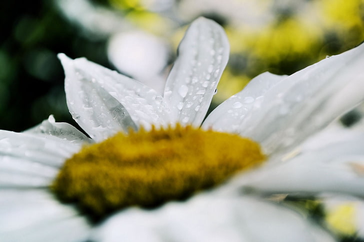 white daisy flower, spring, flowers, rain, tulips, fresh, plant, HD wallpaper