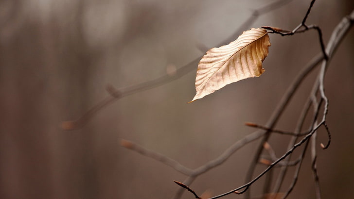 nature, leaves, branch, depth of field, plant part, leaf, dry, HD wallpaper