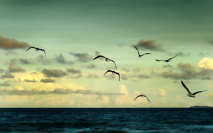 seven gulls, animals, birds, sea, clouds, animal themes, sky