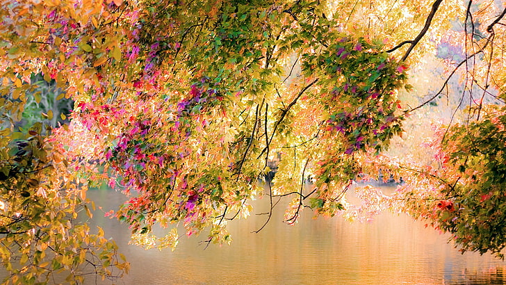 nature, maple, season, autumn, leaves, november, leaf, yellow, HD wallpaper