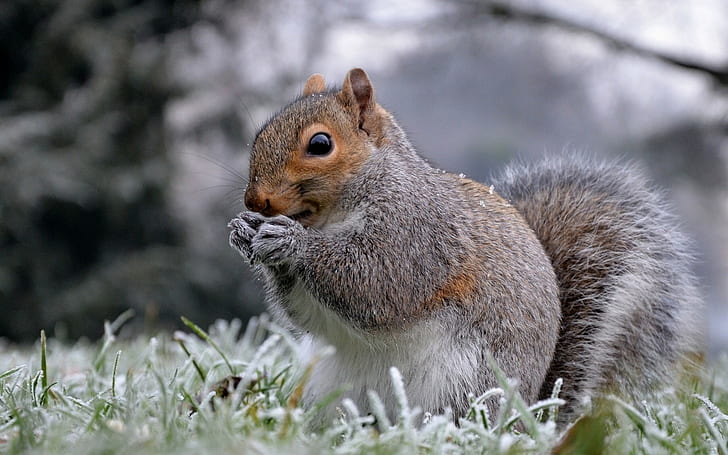squirrel, animals, winter, nature, mammals