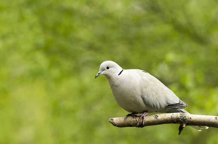 selective focus photography of Eurasian Collared Dove, dove, Collard