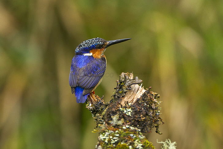 blue and brown humming bird perched on tree branch, kingfisher, madagascar, kingfisher, madagascar