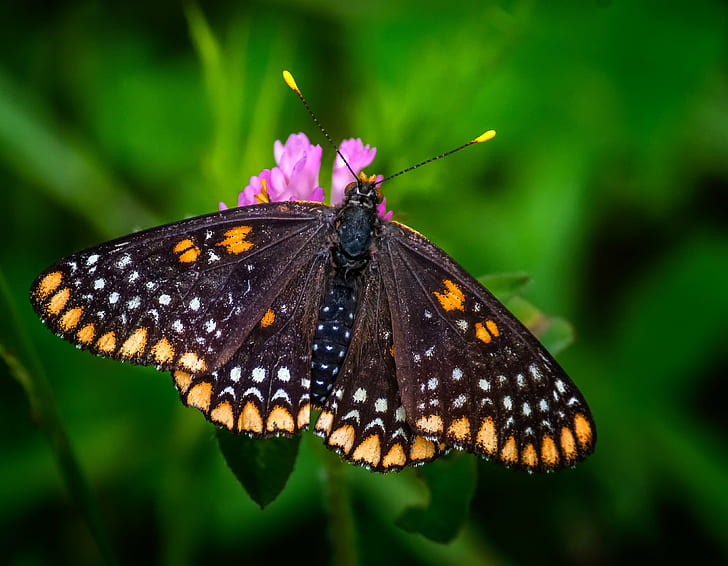 Checkerspot butterfly perched on pink petaled flower closeup photography