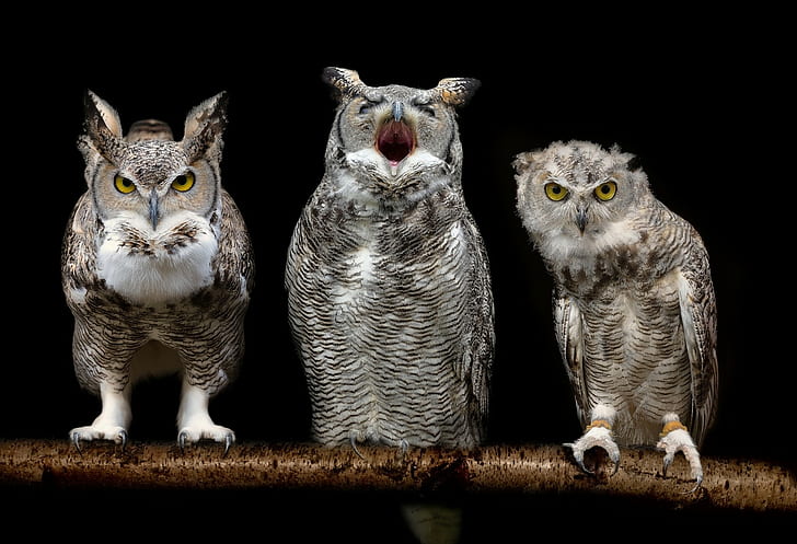 birds, owl, HD wallpaper