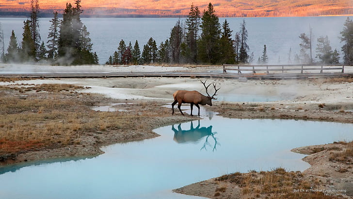 HD wallpaper: Bull Elk at Thermal Pools, Wyoming, Animals | Wallpaper Flare