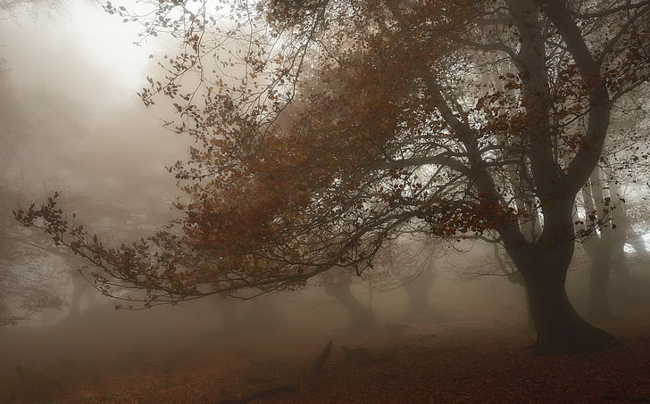 brown leafed tree, mist, nature, fall, trees, plant, beauty in nature