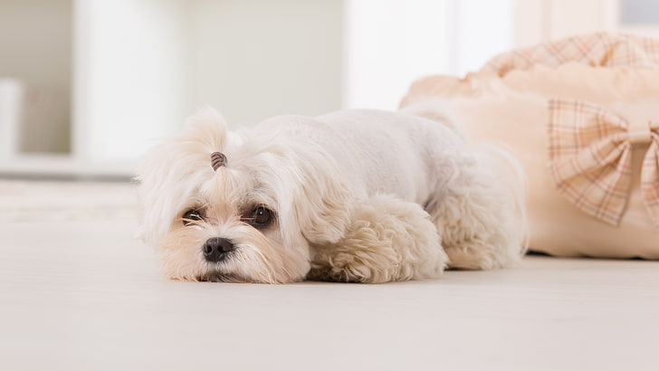 white maltese dog haircut picture, pets, domestic, domestic animals, HD wallpaper