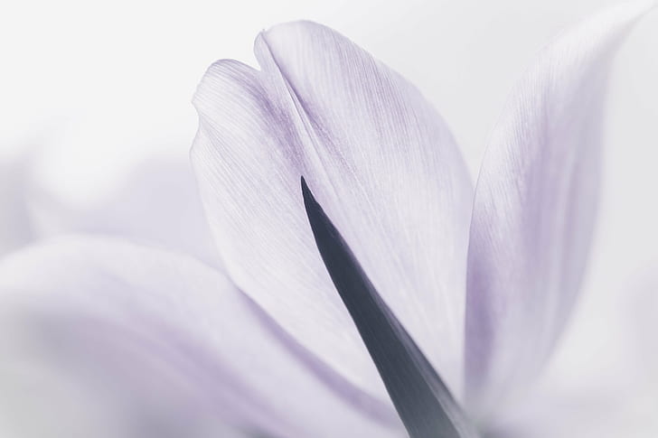 close-up photo of flower petal, Understated, Canon, macro, Sony Alpha, HD wallpaper
