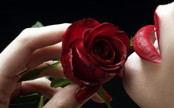 Red Rose Hd Wallpapers For Mobile