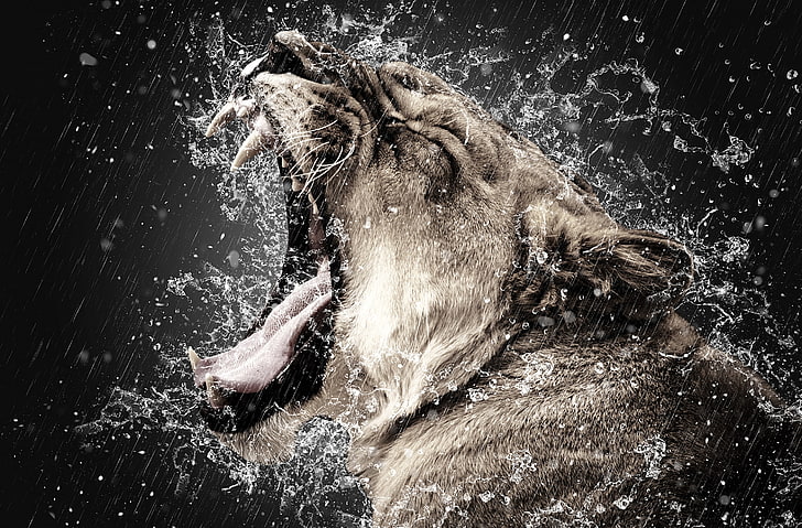 In The Rain, open mouth lion with water splash wallpaper, Aero, HD wallpaper
