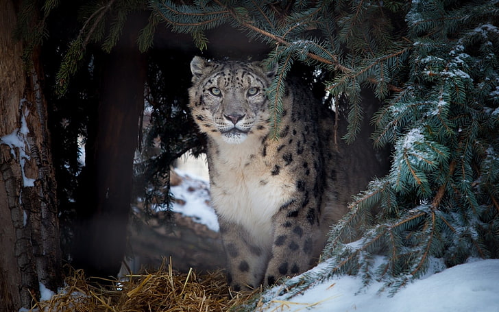 animals, nature, snow leopards, leopard (animal), feline, animal themes
