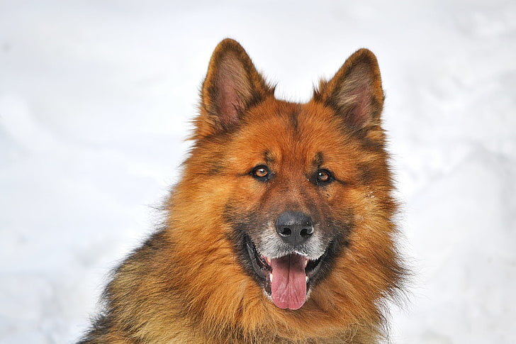 adult black and tan German shepherd, dog, sher khan, muzzle, pets