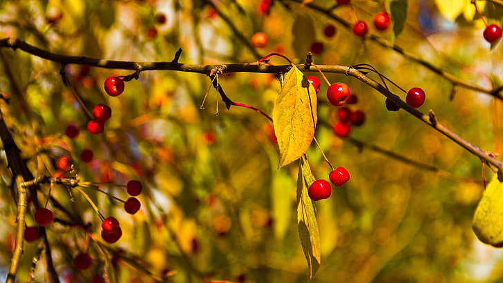 red berry tree, ripe cherries during daytime, fall, leaves, branch