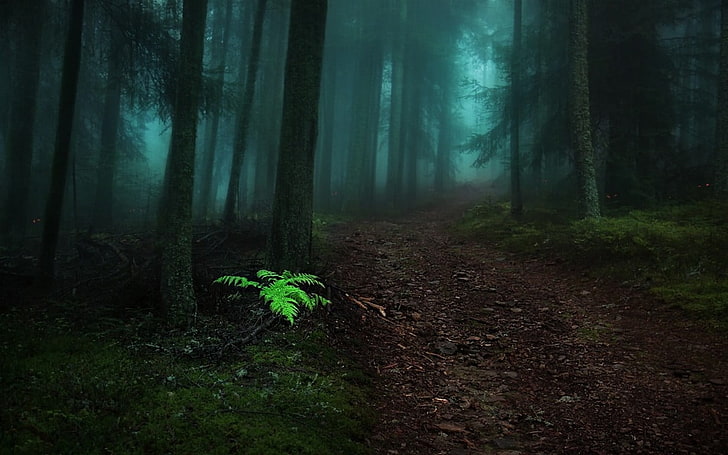 fern plants, nature, landscape, fairy tale, forest, mist, path