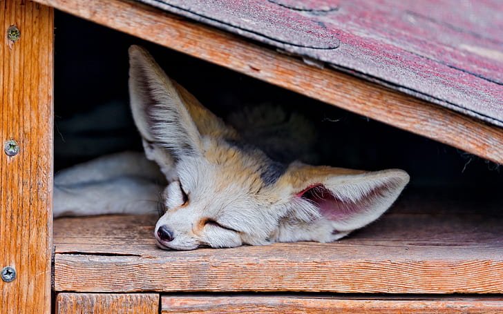 animals, fox, sleeping, fennec